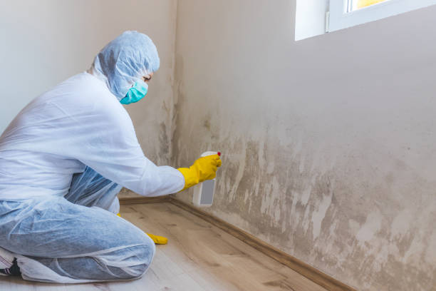 Professional Mold Removal in Paw Paw, MI