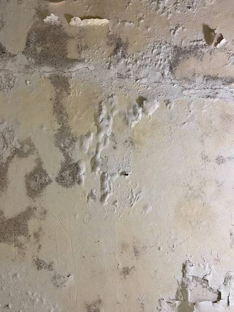Crawl Space Mold Removal in Paw Paw, MI